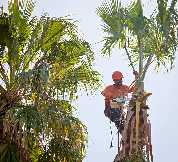 The Steps Involved in Our Tree Care Process in Cottageville, SC